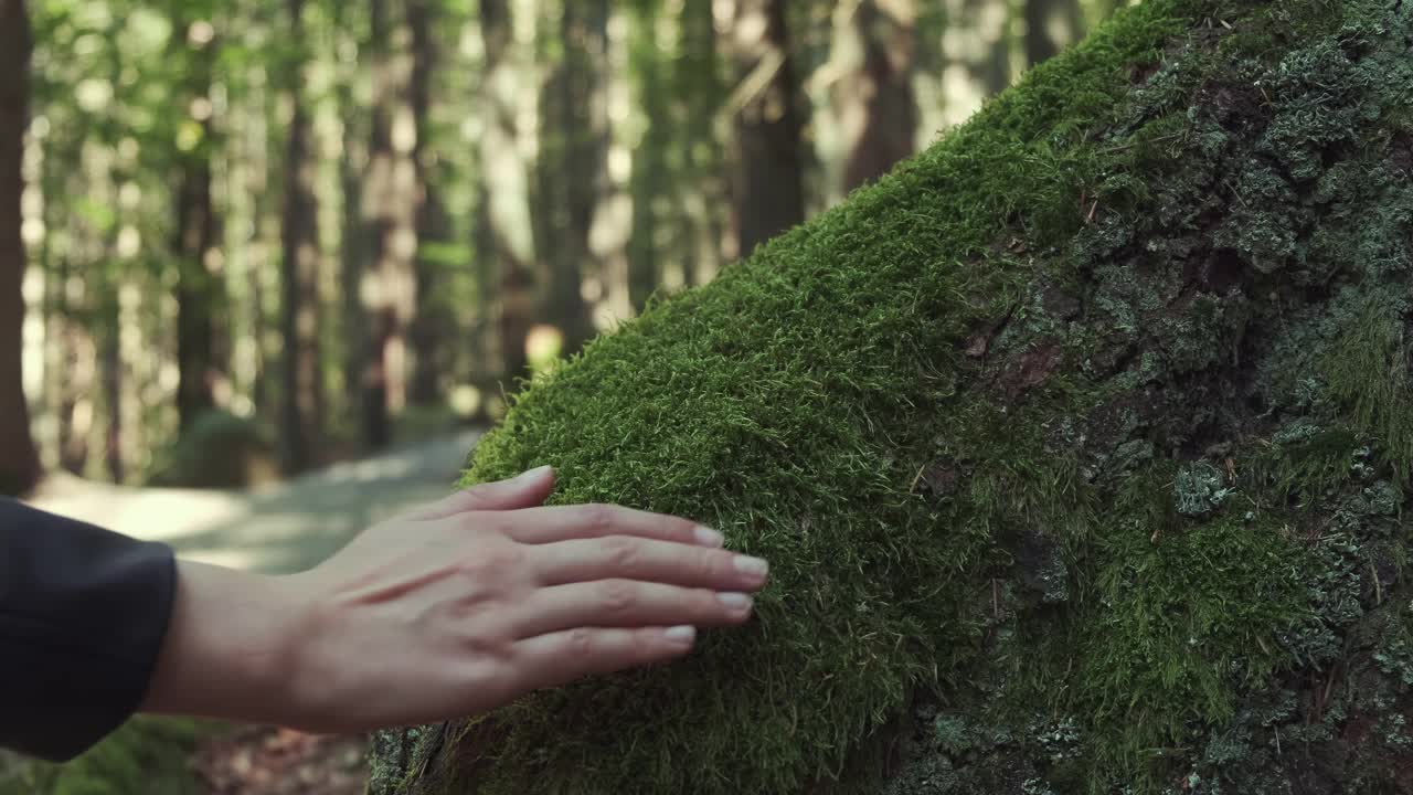 年轻女子在森林中触摸绿色苔藓的电影镜头。植物、自然保护、生物多样性和保护理念视频素材