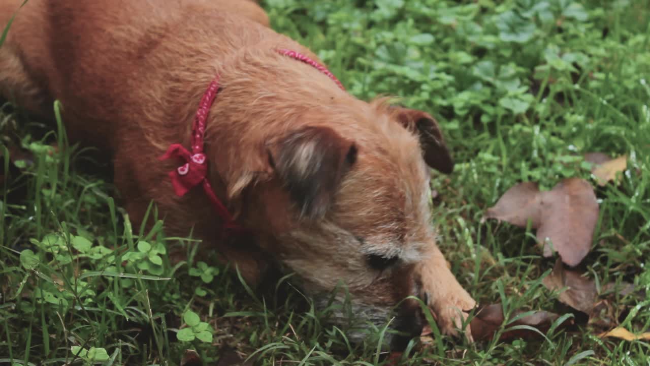 狗吃坚果的镜头视频素材