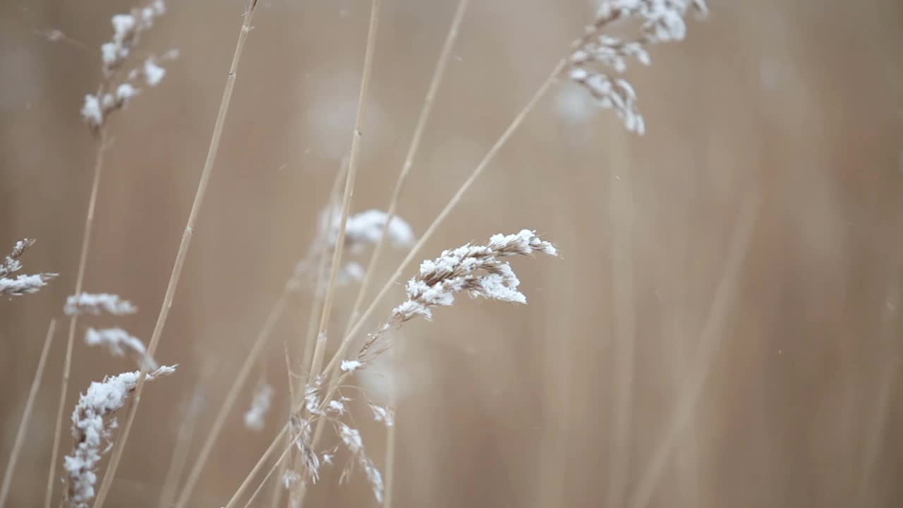 冬季景观一个被白雪覆盖的公园，美丽的树木，覆盖着白霜。视频素材