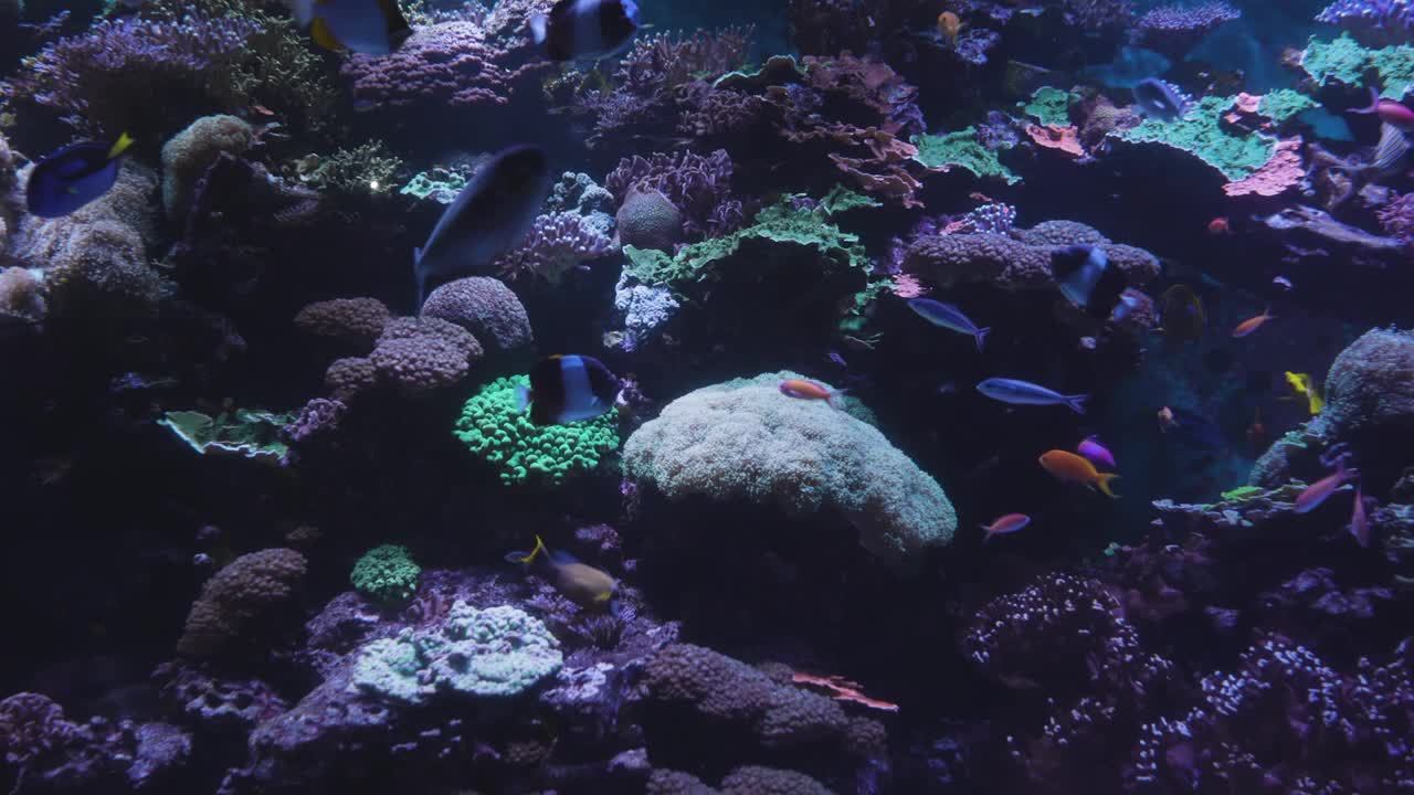 鱼在水族馆视频素材