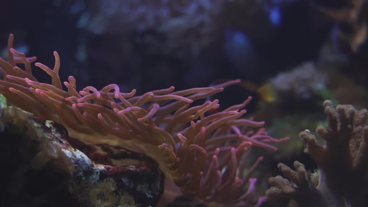 鱼在水族馆视频素材