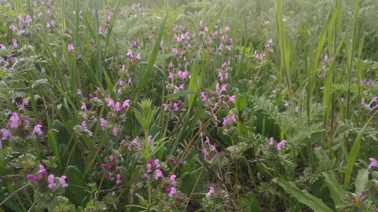 草地上有绿色的草和紫色的花。视频素材