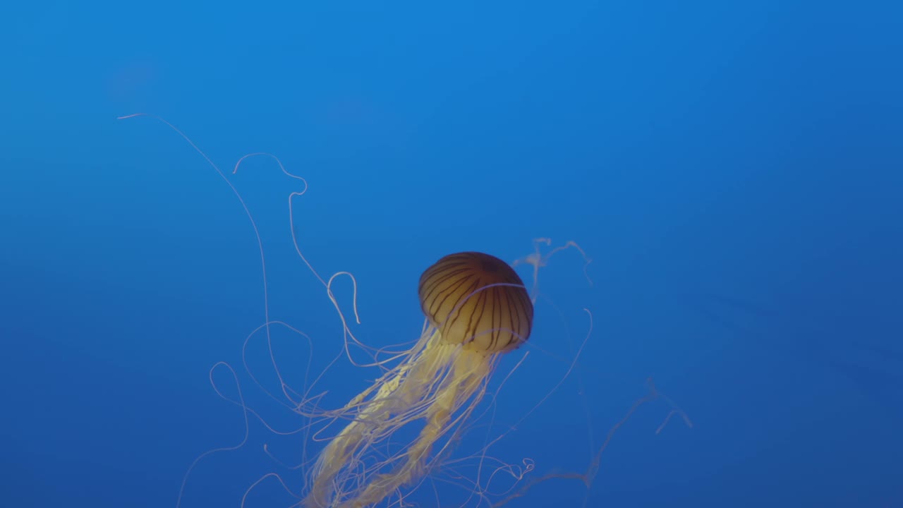 鱼在水族馆视频素材