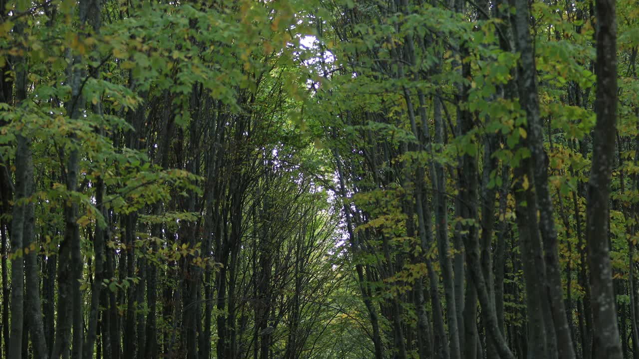 树木在森林秋叶小径景观视频下载