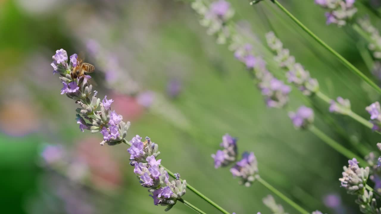 蜜蜂用慢动作给薰衣草花授粉。视频素材