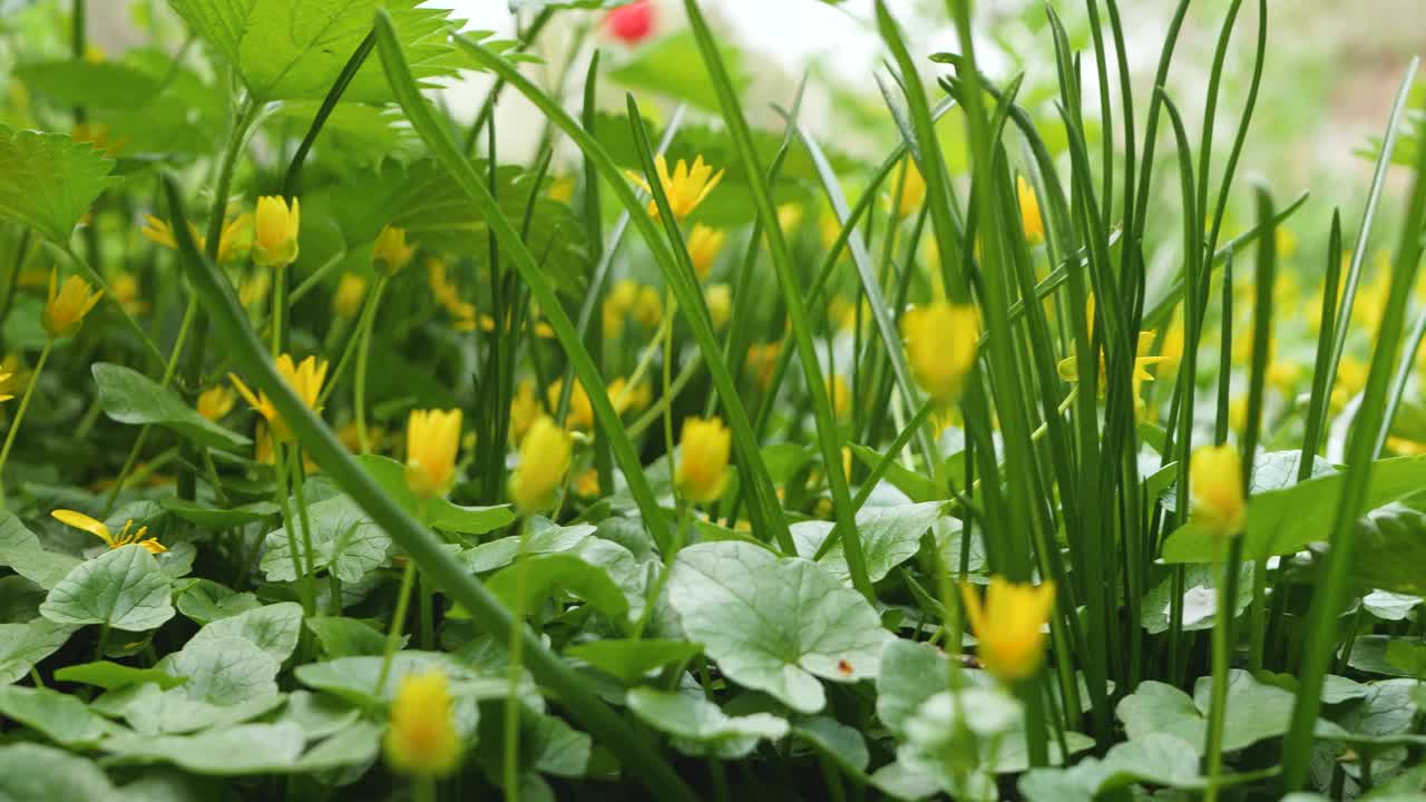 盛开的黄花是野地视频素材