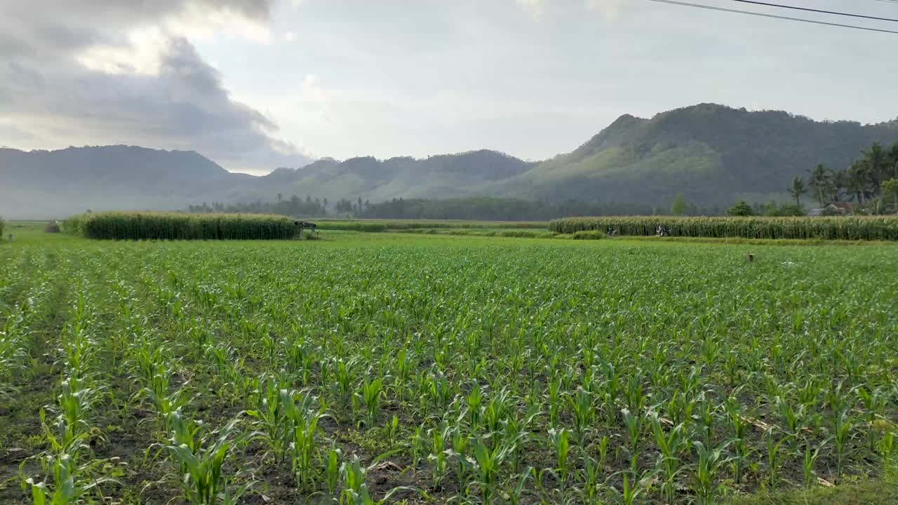 玉米田与美丽的风景背景在下午视频素材