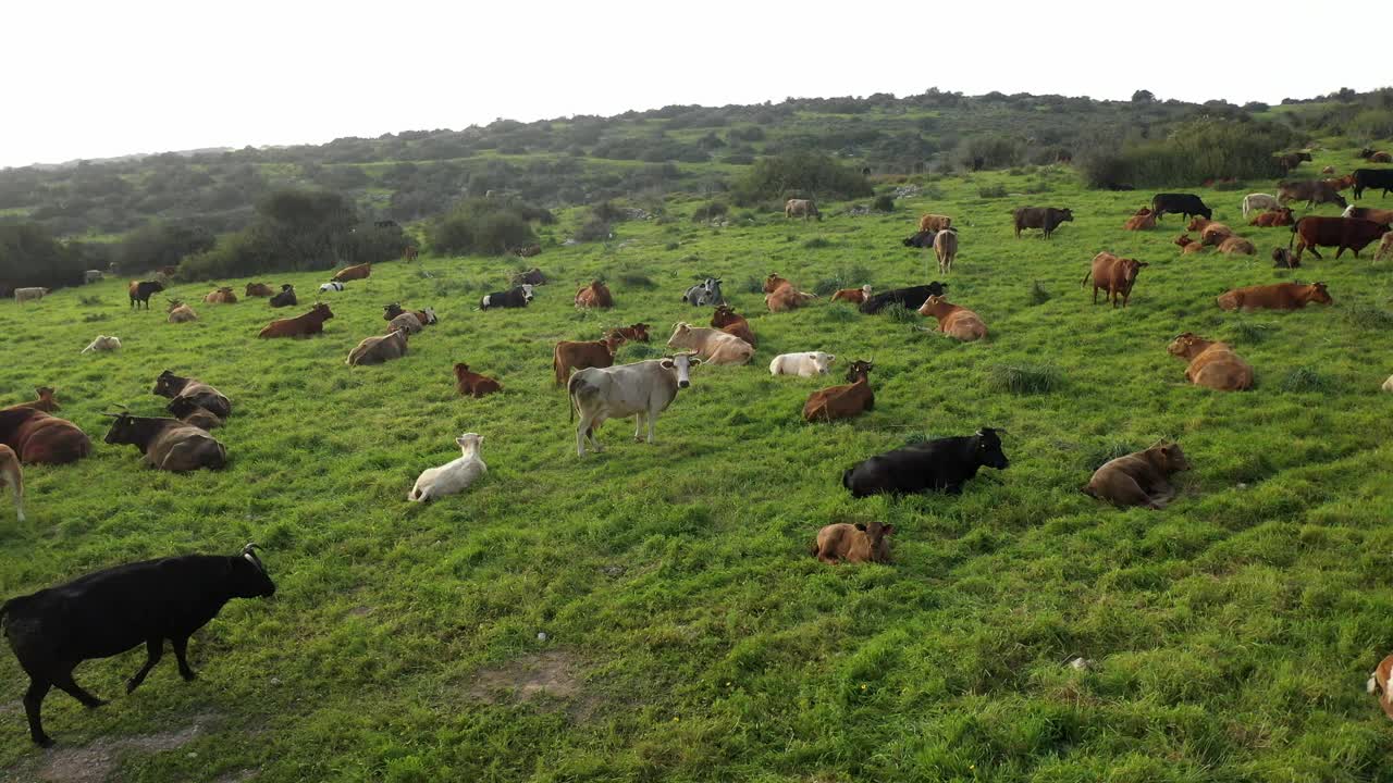 青山上的牛群-鸟瞰图视频素材