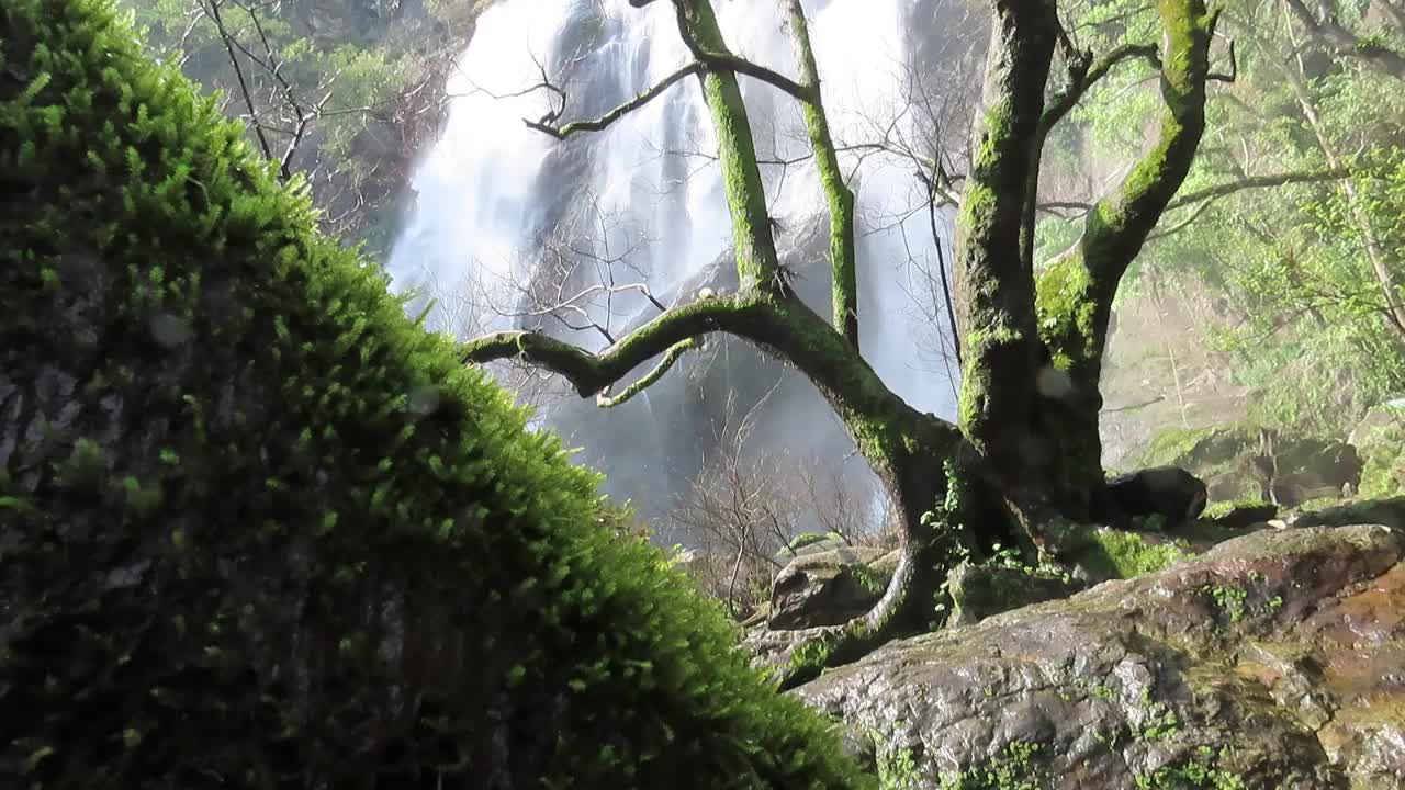 孔龙兰瀑布与苔藓视频素材