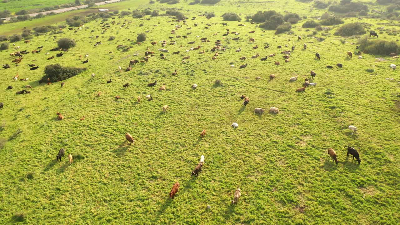 青山上的牛群-鸟瞰图视频素材
