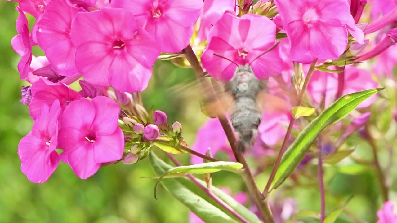 蜂鸟蝴蝶，鹰蛾盘旋在福禄考花上。视频素材