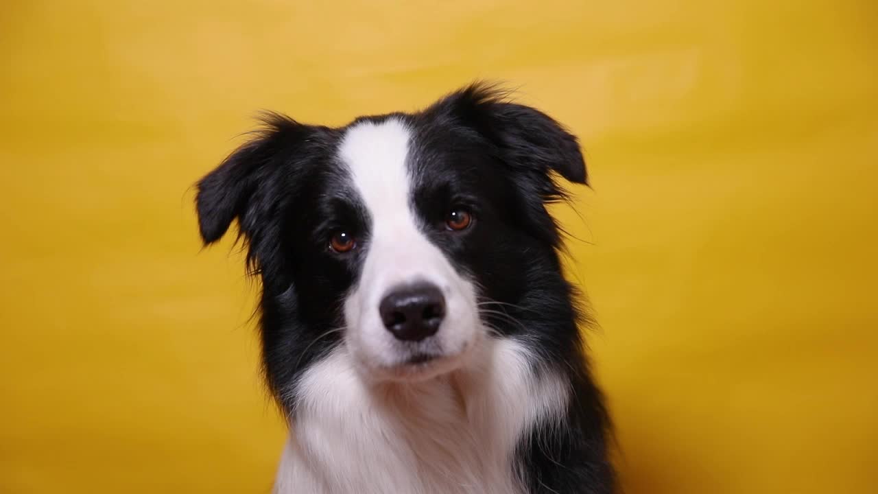 有趣的肖像可爱的小狗边境牧羊犬孤立的黄色彩色背景。可爱的宠物狗。宠物动物生活理念视频素材