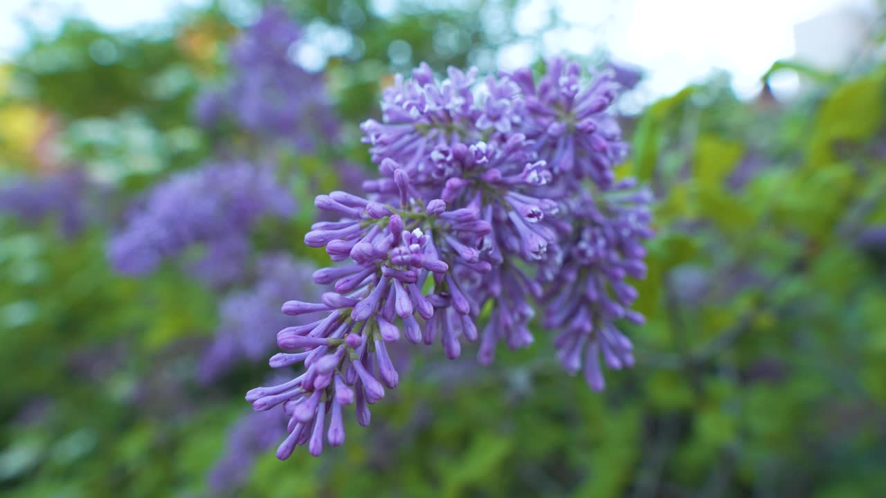 紫丁香花在风中摇曳。未开放的花瓣视频素材