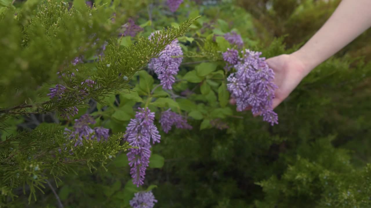 妈妈和孩子的手触摸丁香花。自然的统一与认识的概念。与孩子共度家庭时光视频素材