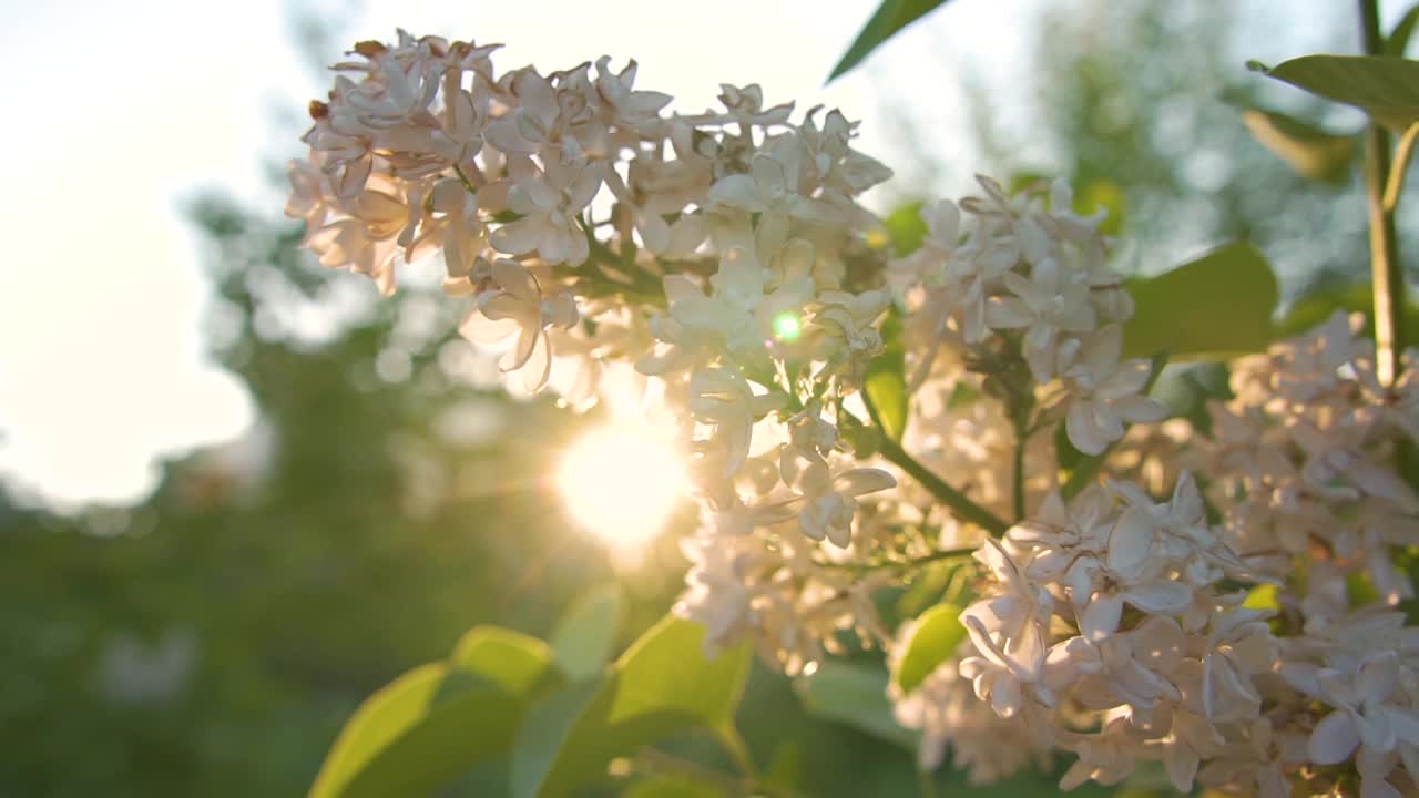 落日余晖中的白色丁香花。丁香在风中摇曳视频素材