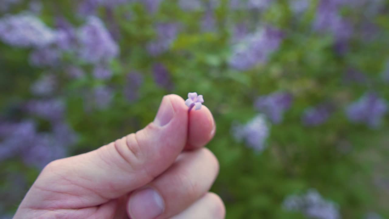 男人的手握着丁香花，特写。园艺的概念。旋转丁香花在绿色灌木的背景。视频素材