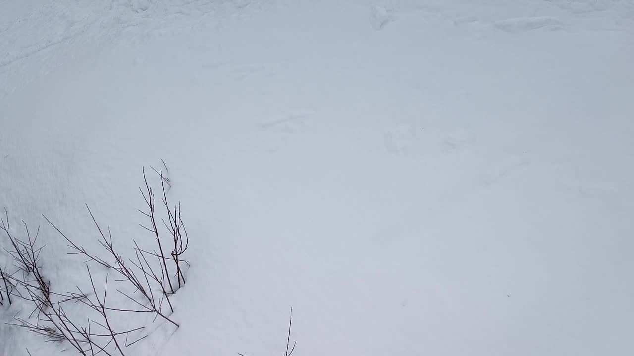 缓慢的运动。无人驾驶飞机射击。山顶的雪景与山坡上树木的平滑过渡视频素材