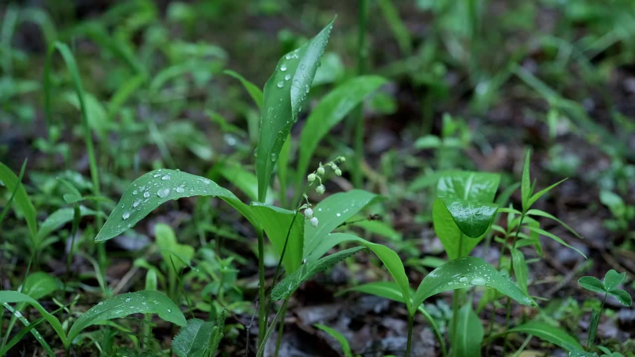 雨后森林里的山谷百合花视频素材