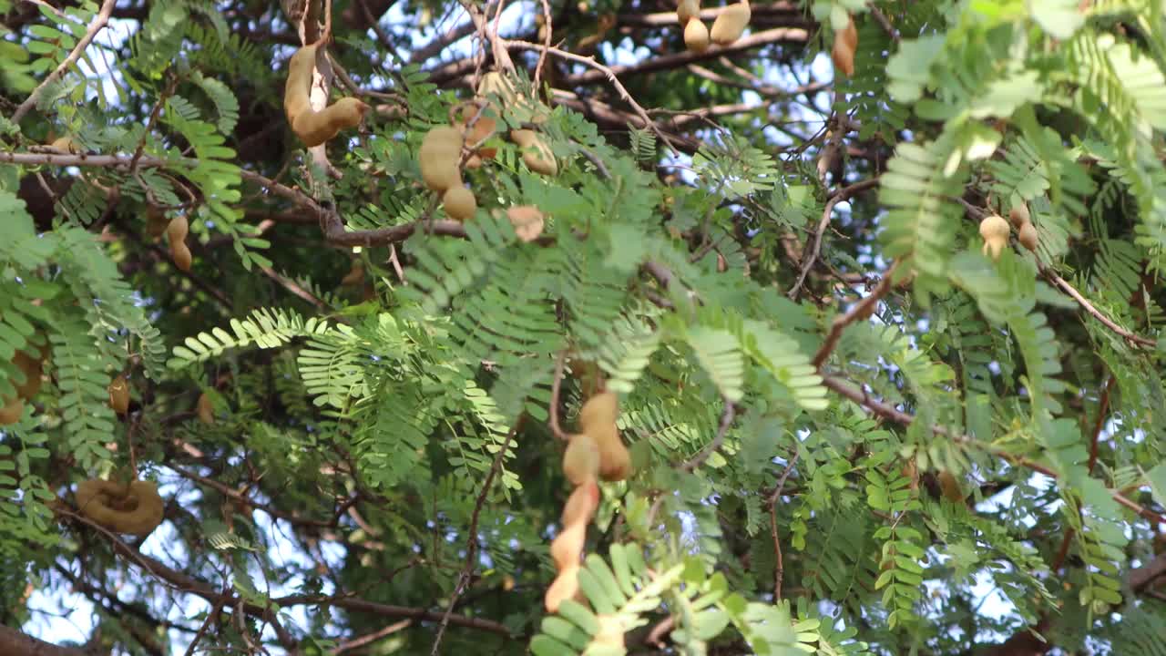 这是一棵罗望子果树视频素材