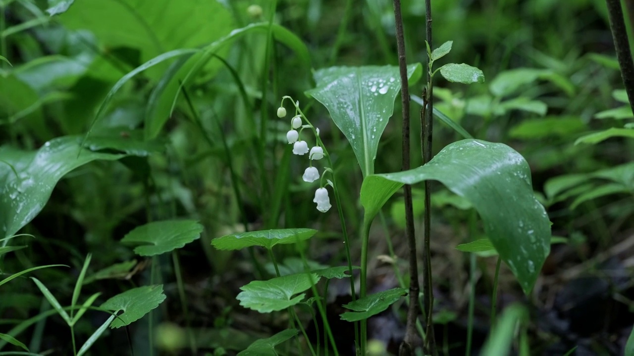 雨后森林里的山谷百合花视频素材