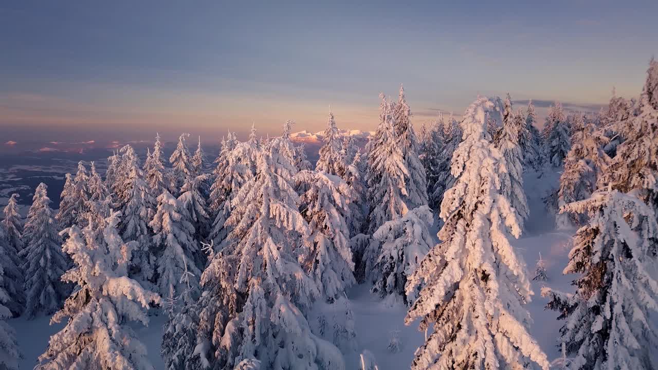 圣诞节冬季森林自然飞翔在冰雪覆盖的阿尔卑斯山脉的树木之间的风景，美丽的阳光日出鸟瞰4K视频素材