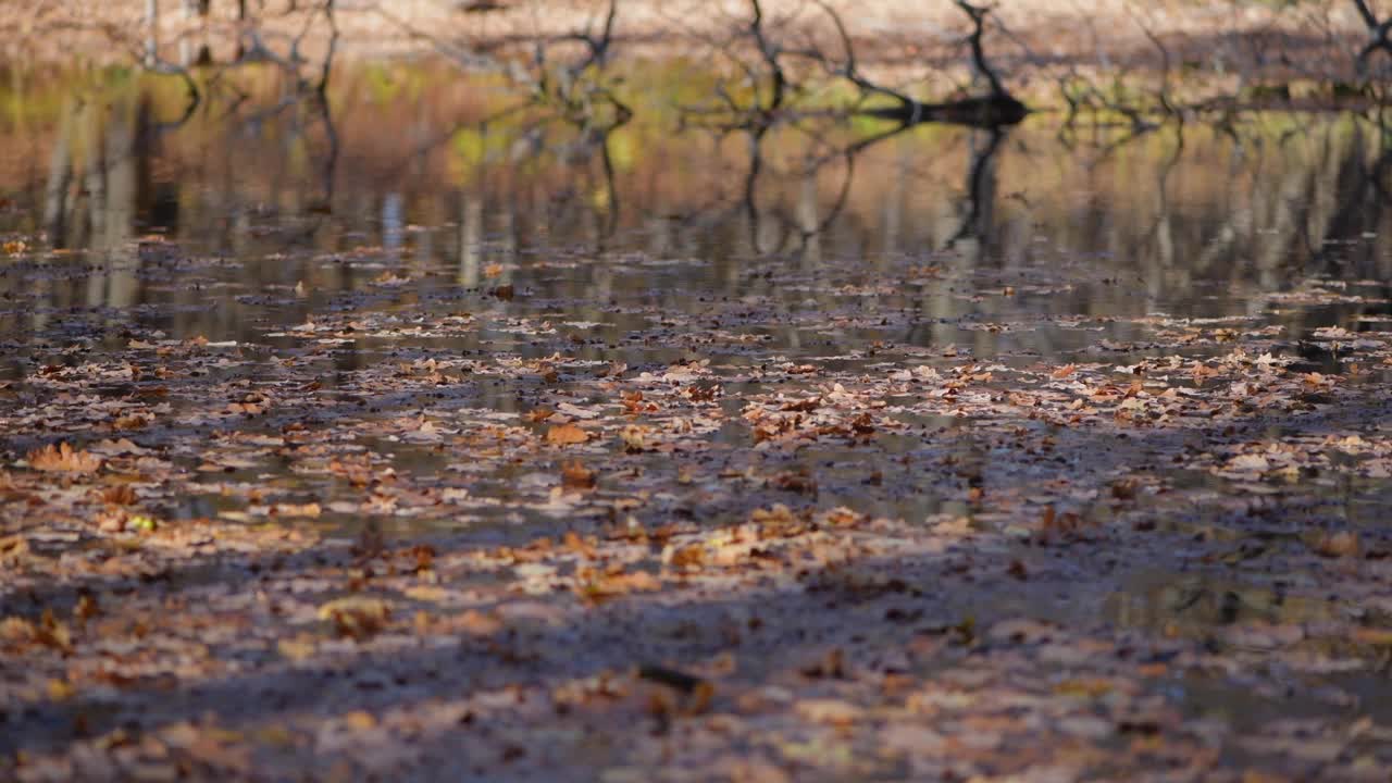 落叶飘浮在秋江上。视频素材