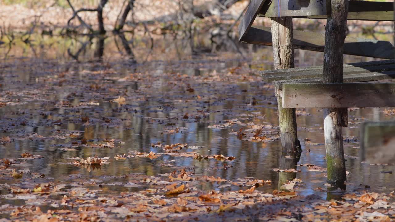 落叶飘浮在秋江上。视频素材