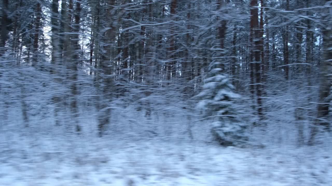 积雪的冬天道路在松树和桦树森林。风景和空旷的公路穿过冬天的森林。汽车在道路上超速行驶。侧窗视图的汽车在运动。旅游与旅游、旅行的概念。视频素材