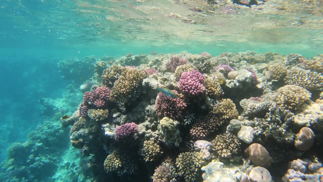 红海橙鱼。水下海洋鱼类。热带鱼礁海洋。丰富多彩的水下海景。摘要珊瑚海景。礁珊瑚的场景。珊瑚花园海景。水下珊瑚礁视频素材