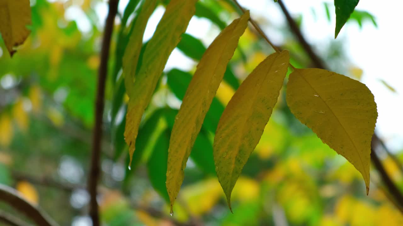 落在树叶上的冰雹和大雨靠近黄叶。秋天的森林或公园秋天的天气。自然季节背景视频素材