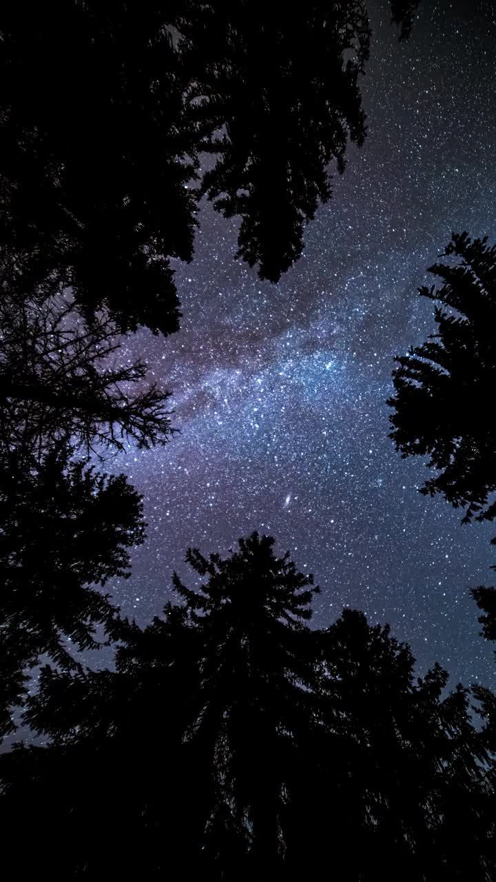 在黑暗的森林中仰望银河系恒星剪影垂直天文学延时背景4K视频素材