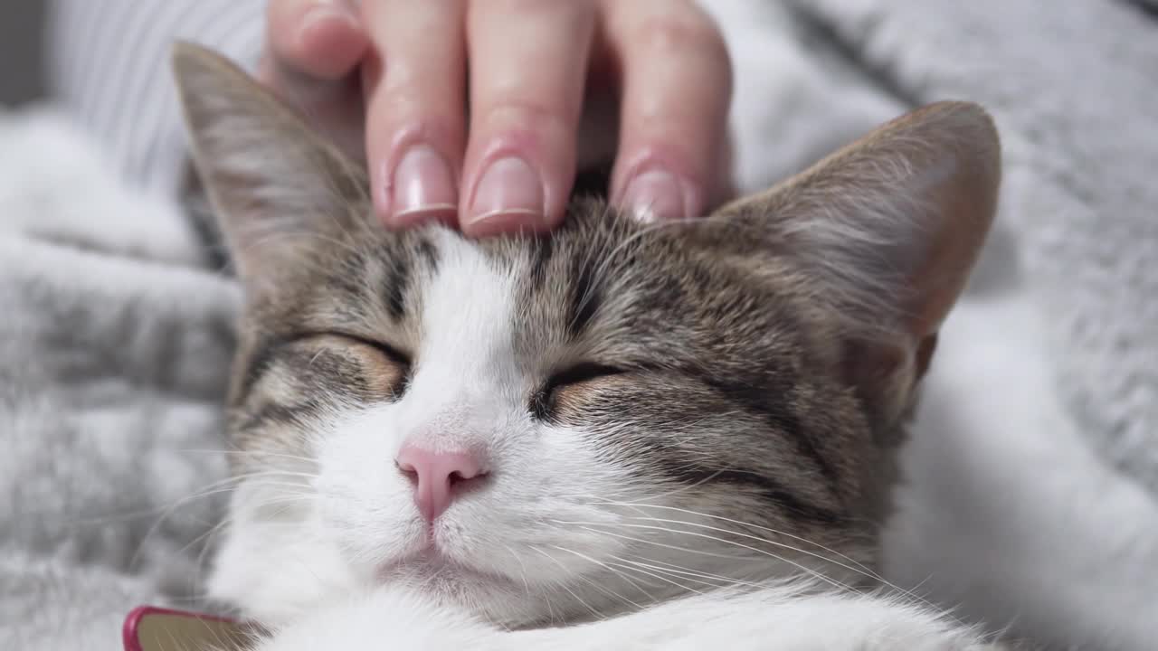 特写女主人抚摸着灰白色的小猫，小猫在床上躺在家里的毯子上视频素材