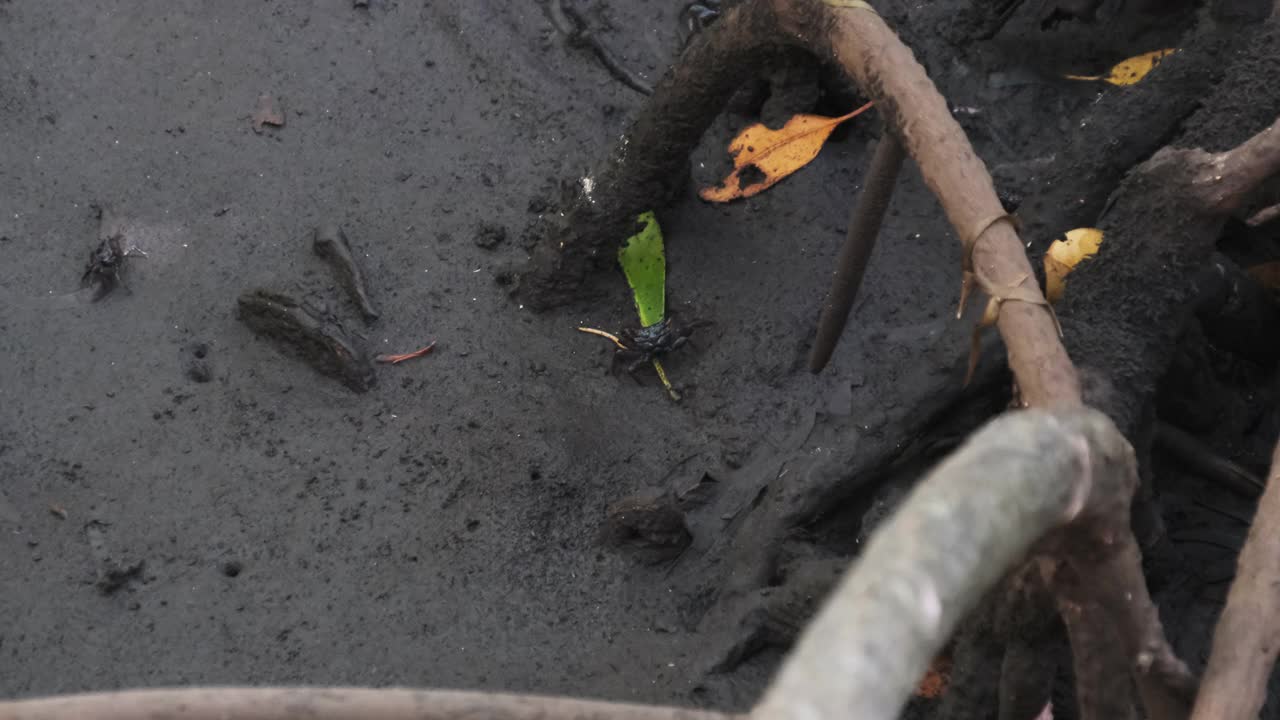 热带雨林中的红树林，桑给巴尔，沼泽森林泥中纠缠的树根视频素材