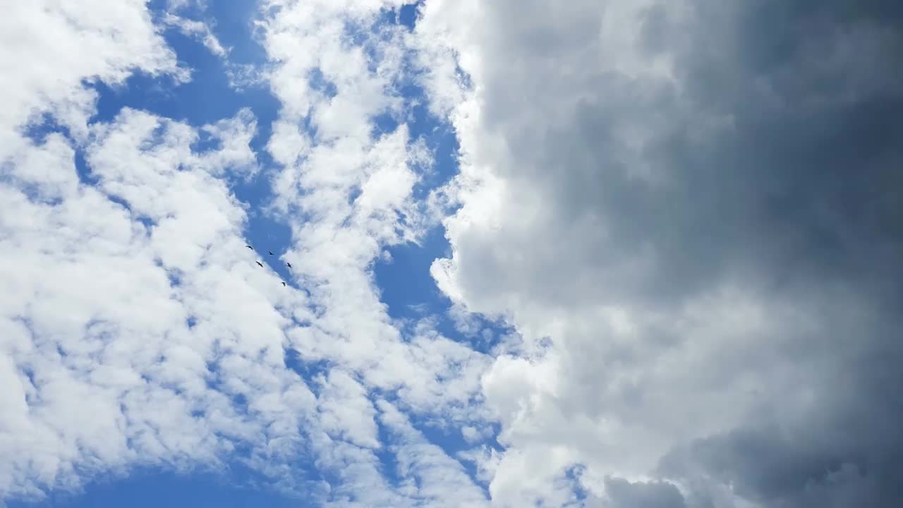 鸟儿飞过云层和天空视频素材