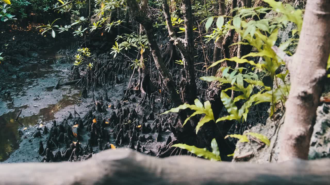 热带雨林的红树林，桑给巴尔岛，沼泽森林泥中纠结的树根视频素材