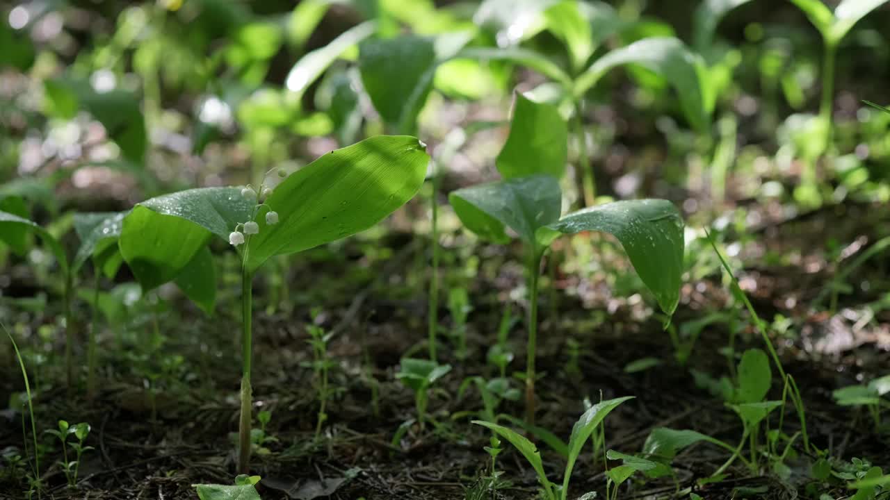 雨后森林里的山谷百合花视频素材