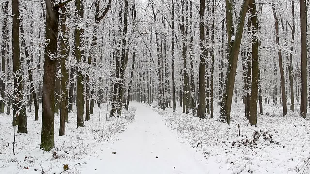 年轻的白人男子走在冬天积雪的森林脚下小径。捷克风景，后视图视频素材