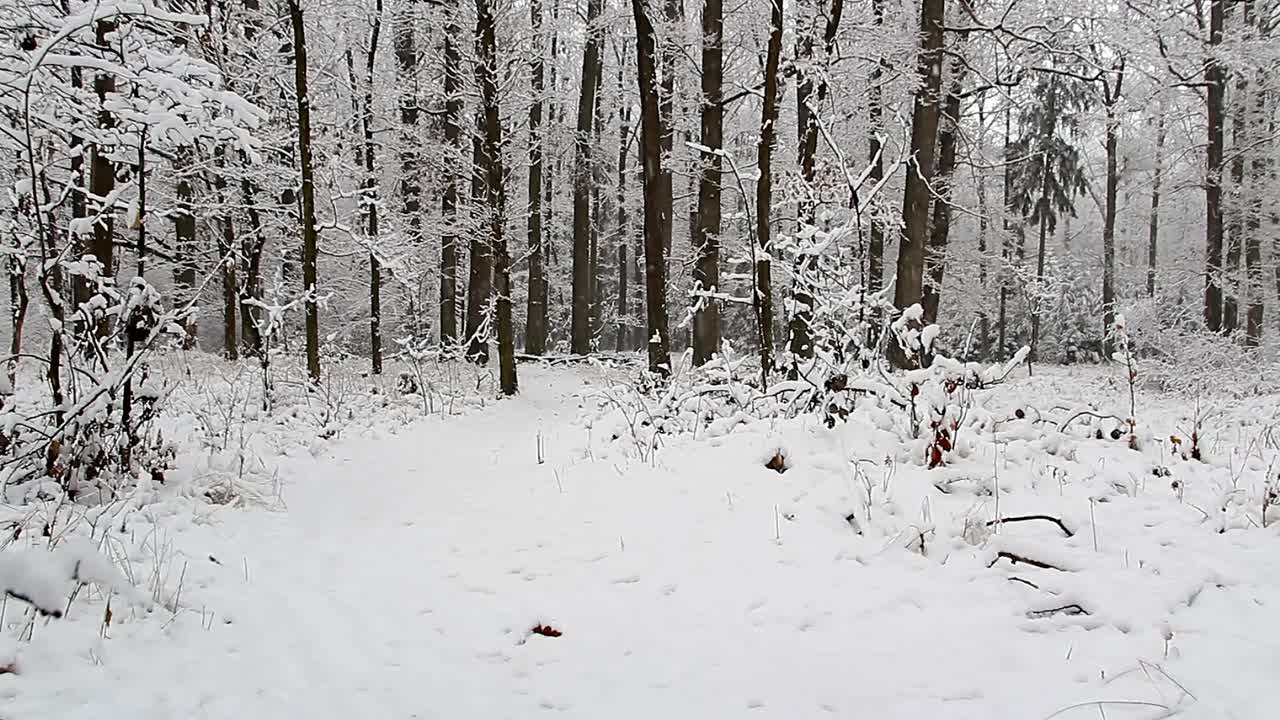 年轻的高加索人行走在冬天积雪的捷克森林景观。后视视频素材