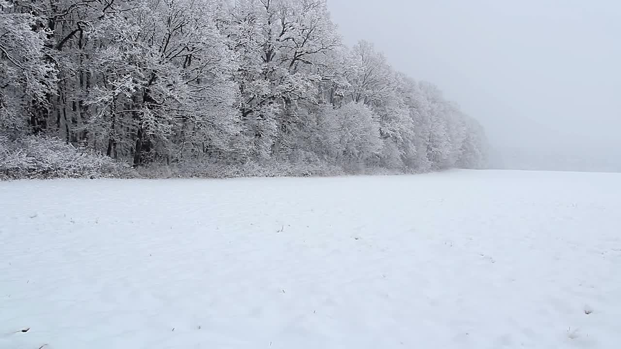 年轻的高加索人走在森林边缘，在冬天下雪的捷克风景。后视视频素材