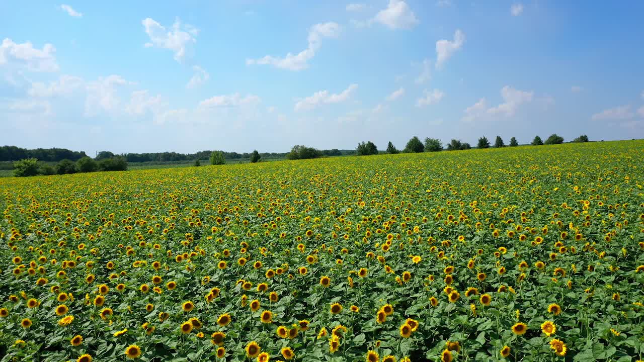 向日葵。美丽的黄花在夏天盛开。无人机在蓝天下的向日葵幼苗上移动。农业的向日葵。鸟瞰图。视频素材