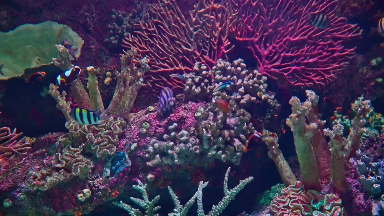 在一个很棒的水族馆里的扁尾鱼。视频下载