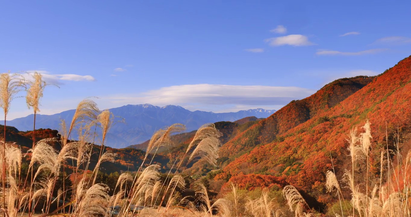 日本草原上的草和远处的山视频素材