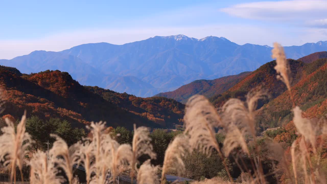 日本草原上的草和远处的山视频素材