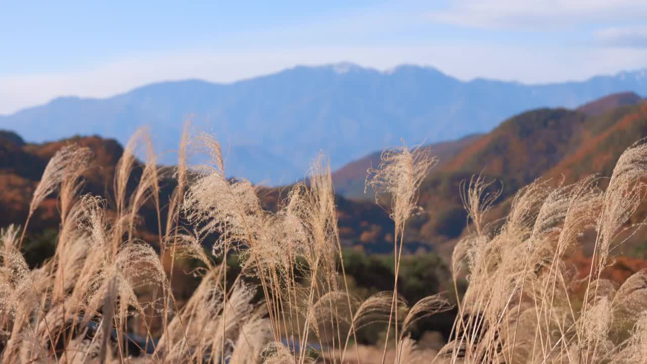 日本草原上的草和远处的山视频素材