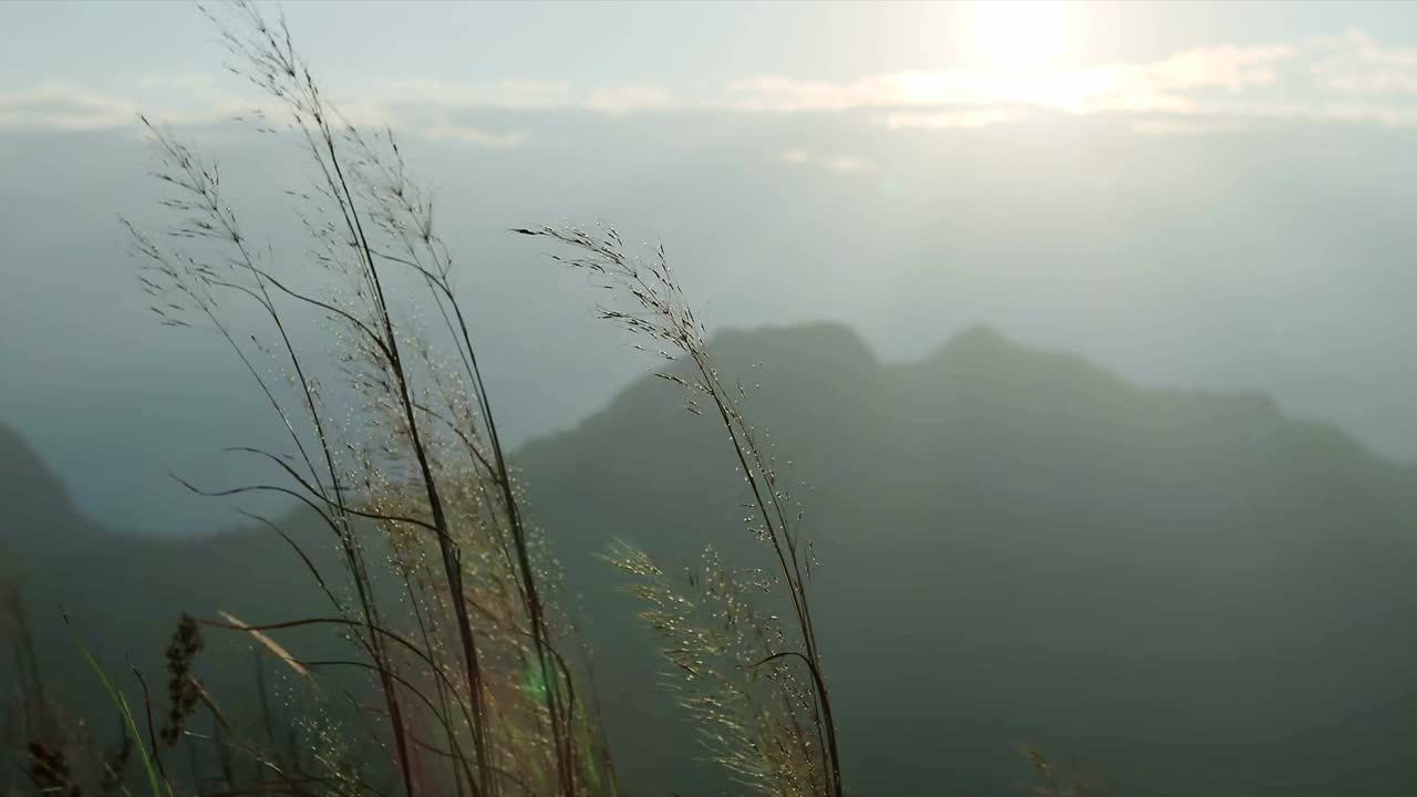 草在山上的观点在刮风和阳光秋天的一天股票视频视频素材