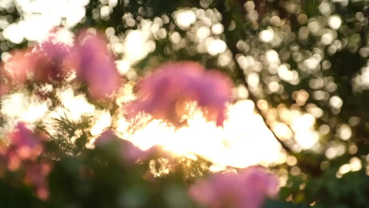 九重葛的花朵在花园里的灌木中灿烂地放射着阳光。视频素材