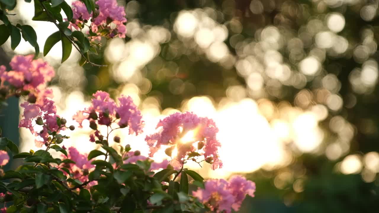 九重葛的花朵在花园里的灌木中灿烂地放射着阳光。视频素材