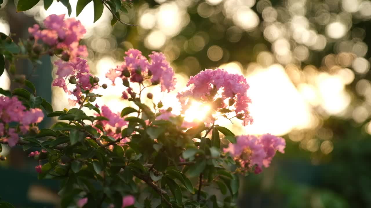 九重葛的花朵在花园里的灌木中灿烂地放射着阳光。视频素材