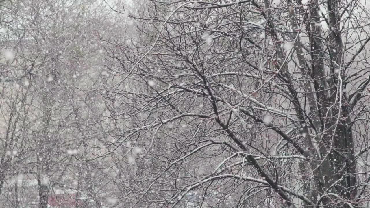 冬季景观:在冬季的一天，降雪，慢动作视频素材