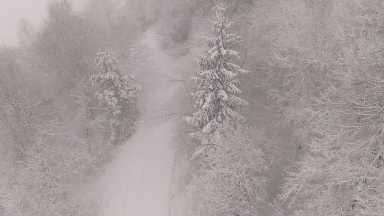 空中:暴风雪席卷了一片针叶林，一片雪白的雪花覆盖了森林。视频素材